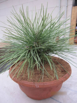 Pinus resinosa Pillnitz - Amerikanische Zwerg-Rotkiefer Pillnitz